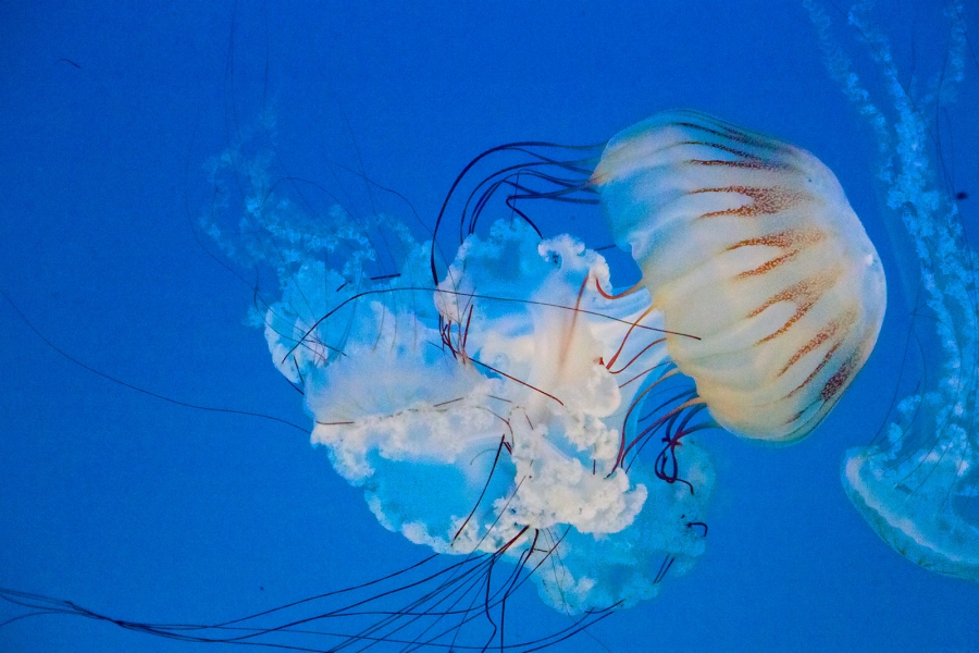 Tajemné medúzy